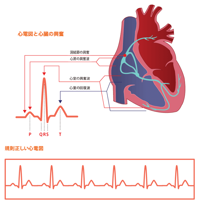 心電図と心臓の興奮 規則正しい心電図