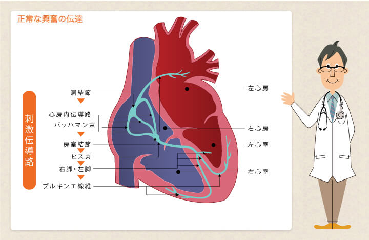 心臓の役割